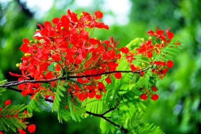 Tháng  5 – Kỷ niệm mùa phượng hồng
