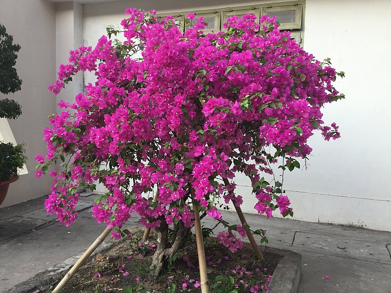 Công viên trường học