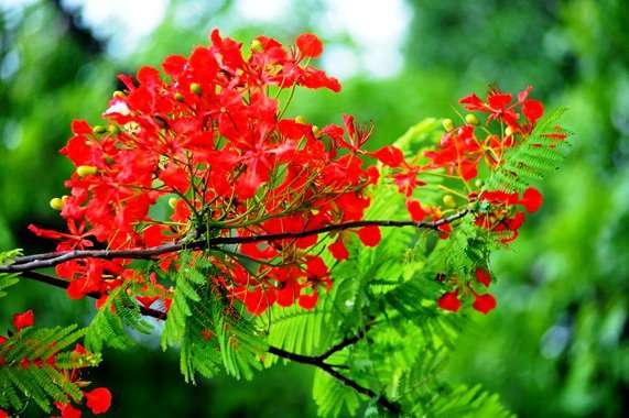 Tháng  5 – Kỷ niệm mùa phượng hồng